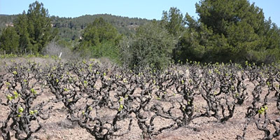 Penedes CAVA_COLET