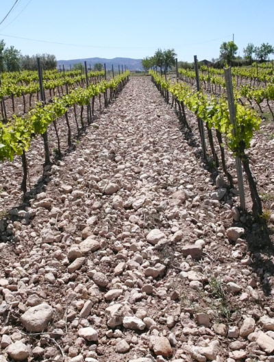 Penedes CAVA_COLET