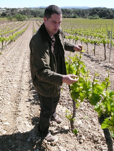 Penedes CAVA_COLET